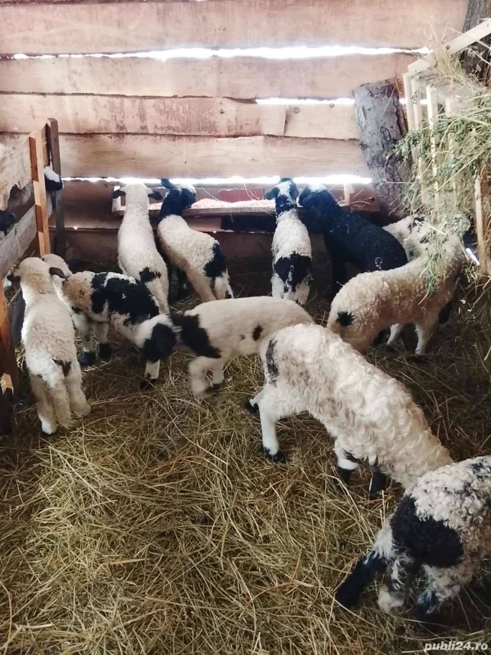 16 oi cu miei de vanzare 