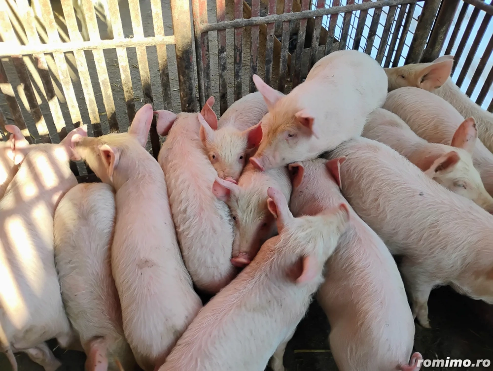 Vand Purcei Mascrii Castratii si Porcii