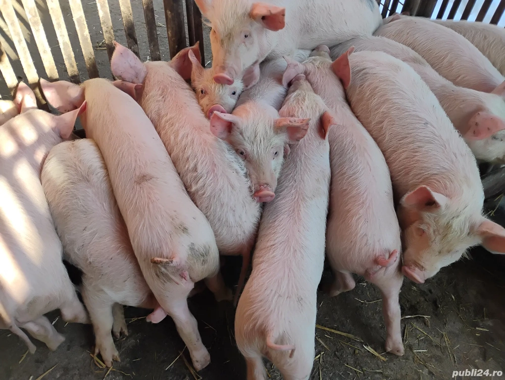 Purcei Marele Alb Mascrii Castratii si Porcii