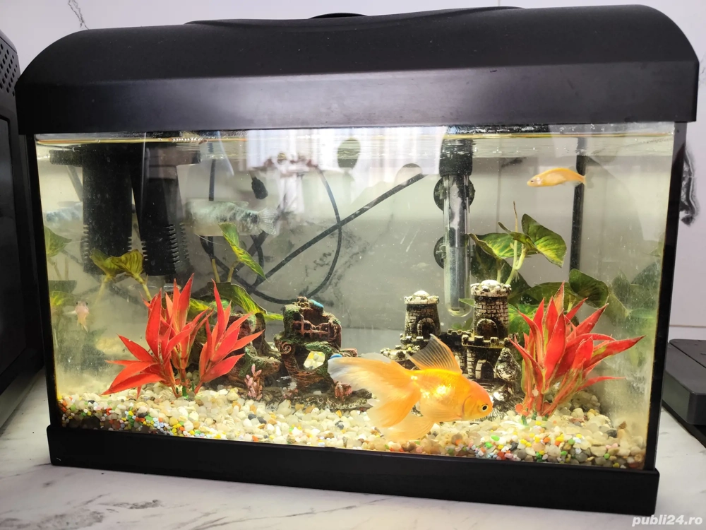 Vand acvariu 25 litri