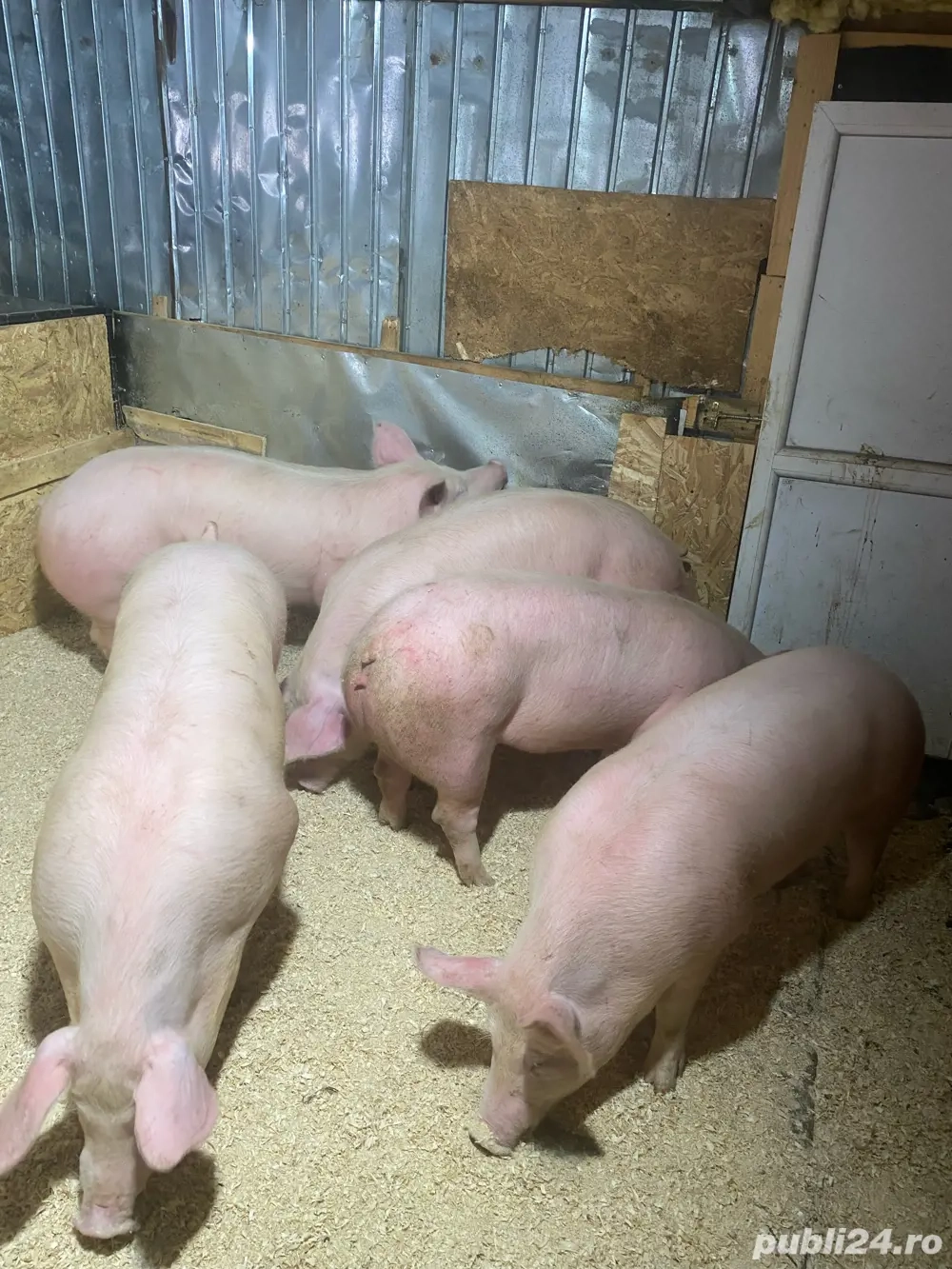 purcei si porci de vanzare 