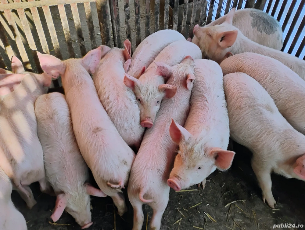 Vand Purcei Marel Alb si Porcii