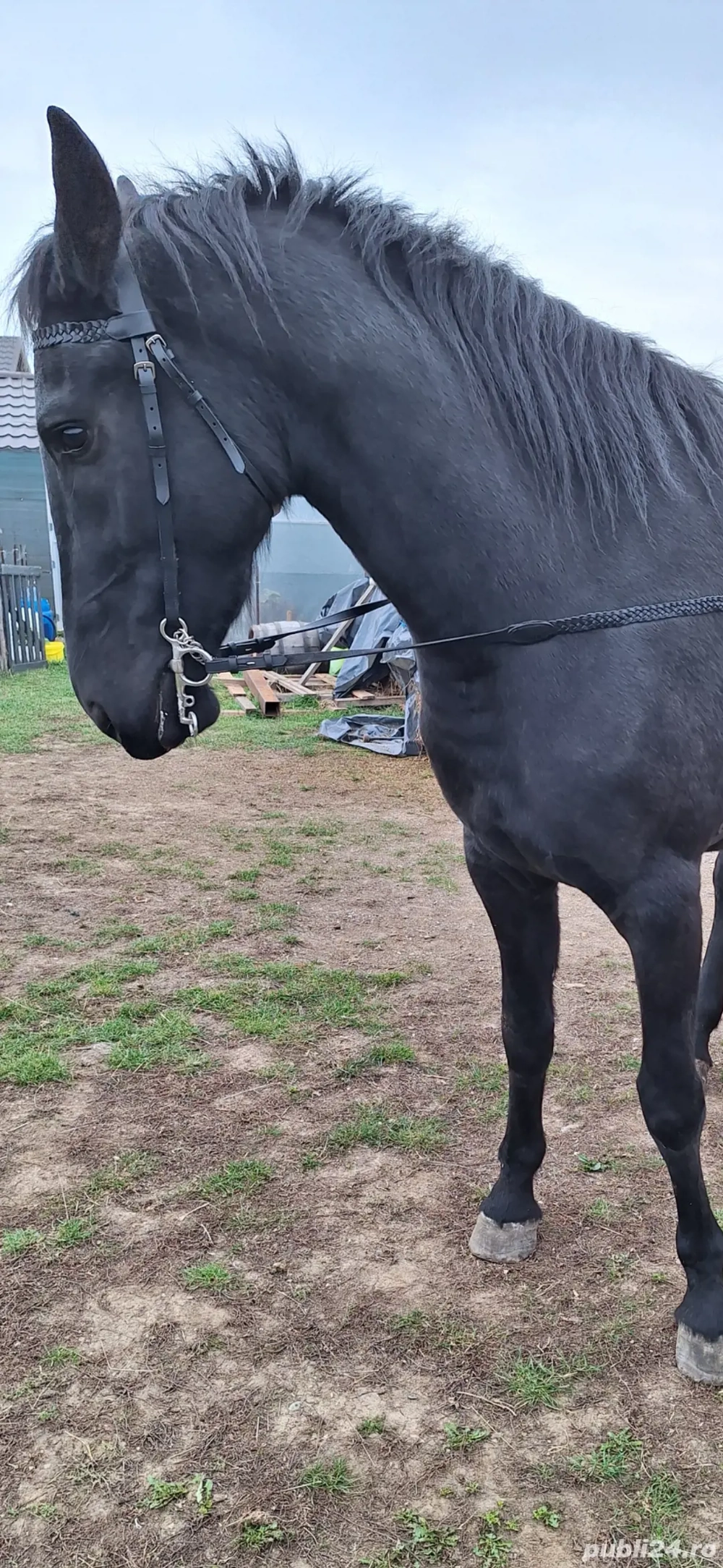 Iapa manza metis Frizian