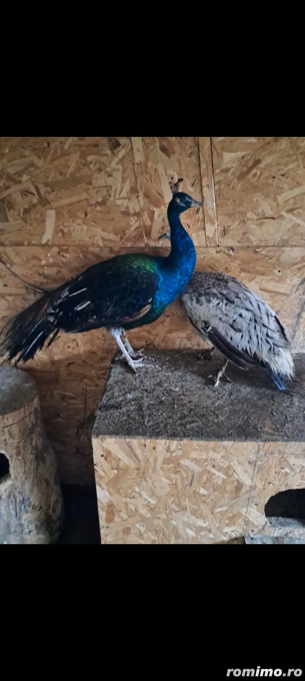 Păun de umăr negru disponibil