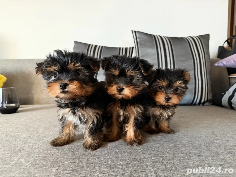 yorkshire terrier