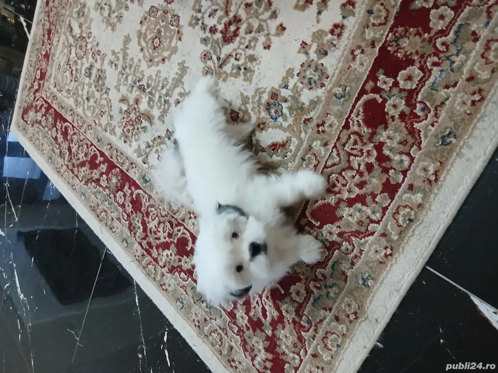 bishon de vanzare 400 