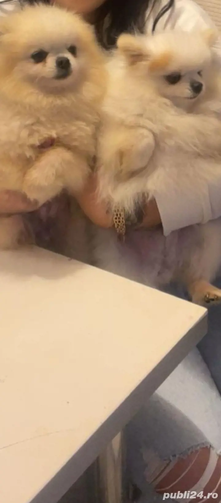 Fetita si baiat pomeranian 