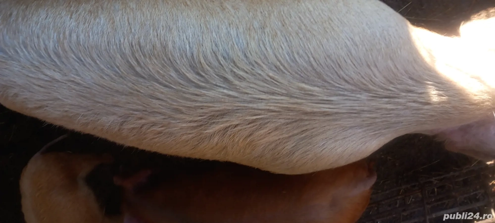 Animale de ferma.vand scroafa