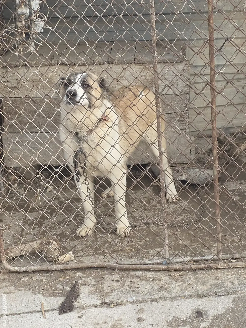 Femela asia centrala 1 an jumate 