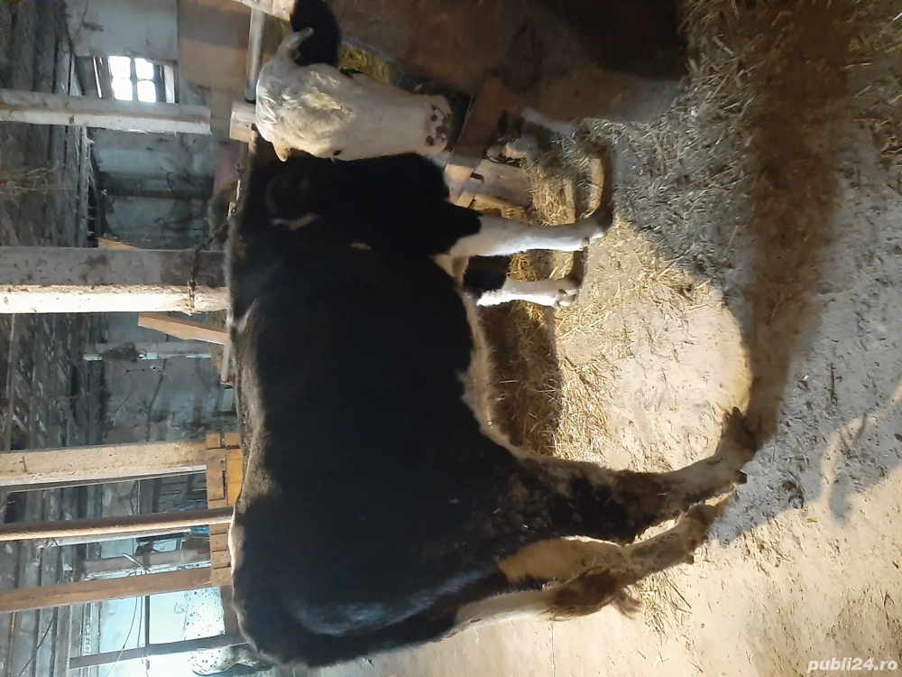 Vand vaca reforma baltata romaneasca