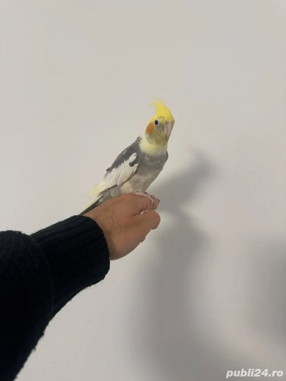 nimfa blanda schimb cu CANARI