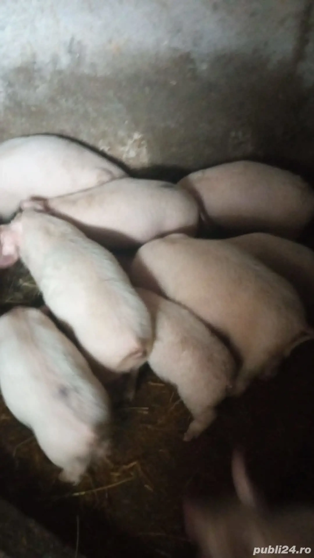 Purcei de vanzare, comuna Oarja.