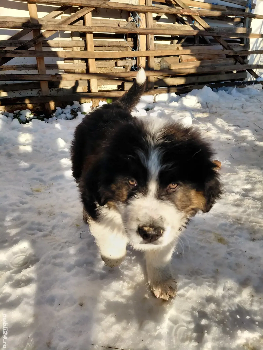 Cățel ciobănesc de bucovina 