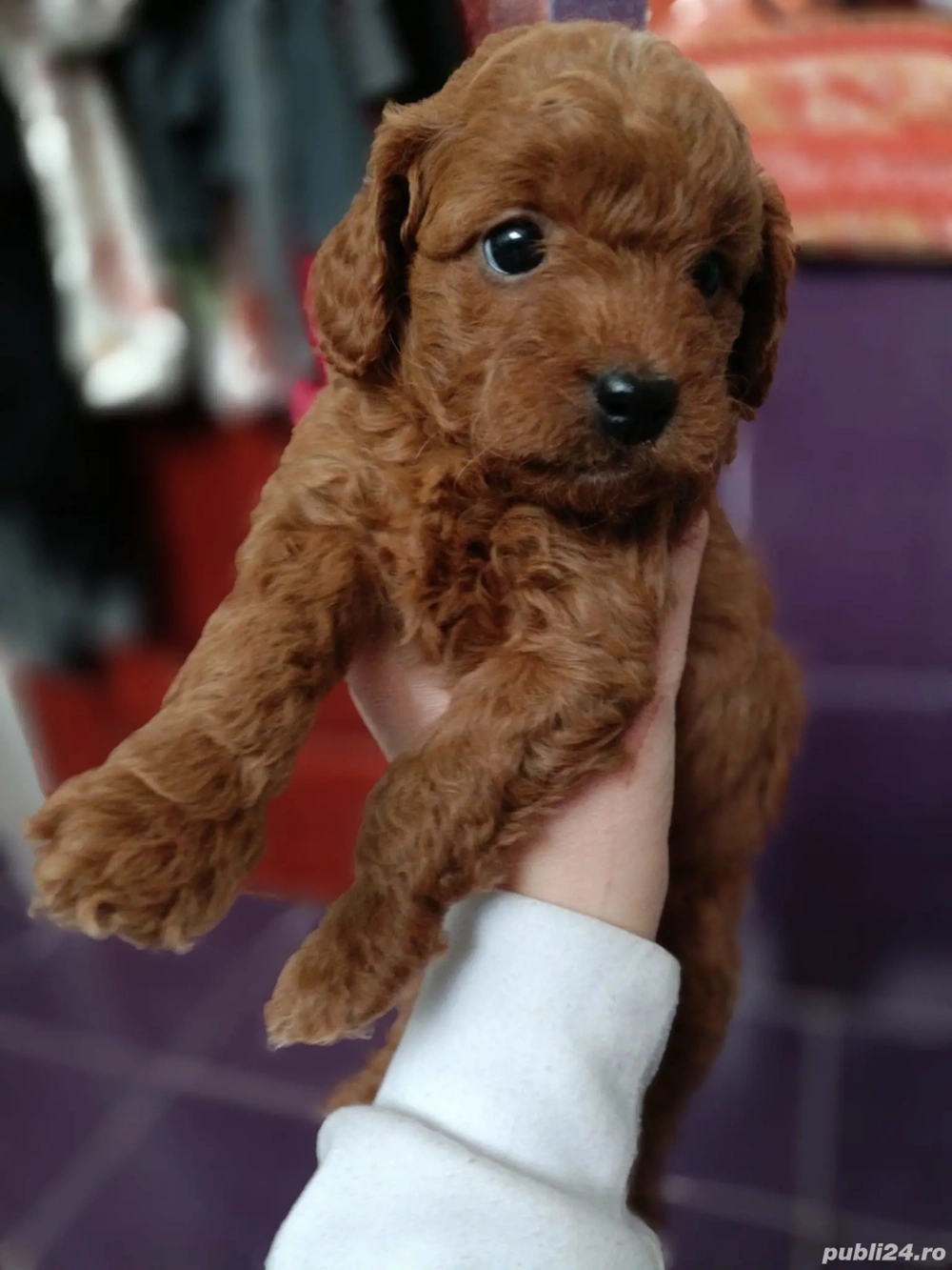 Puiuți de pudel superbi, din părinți de exceptie