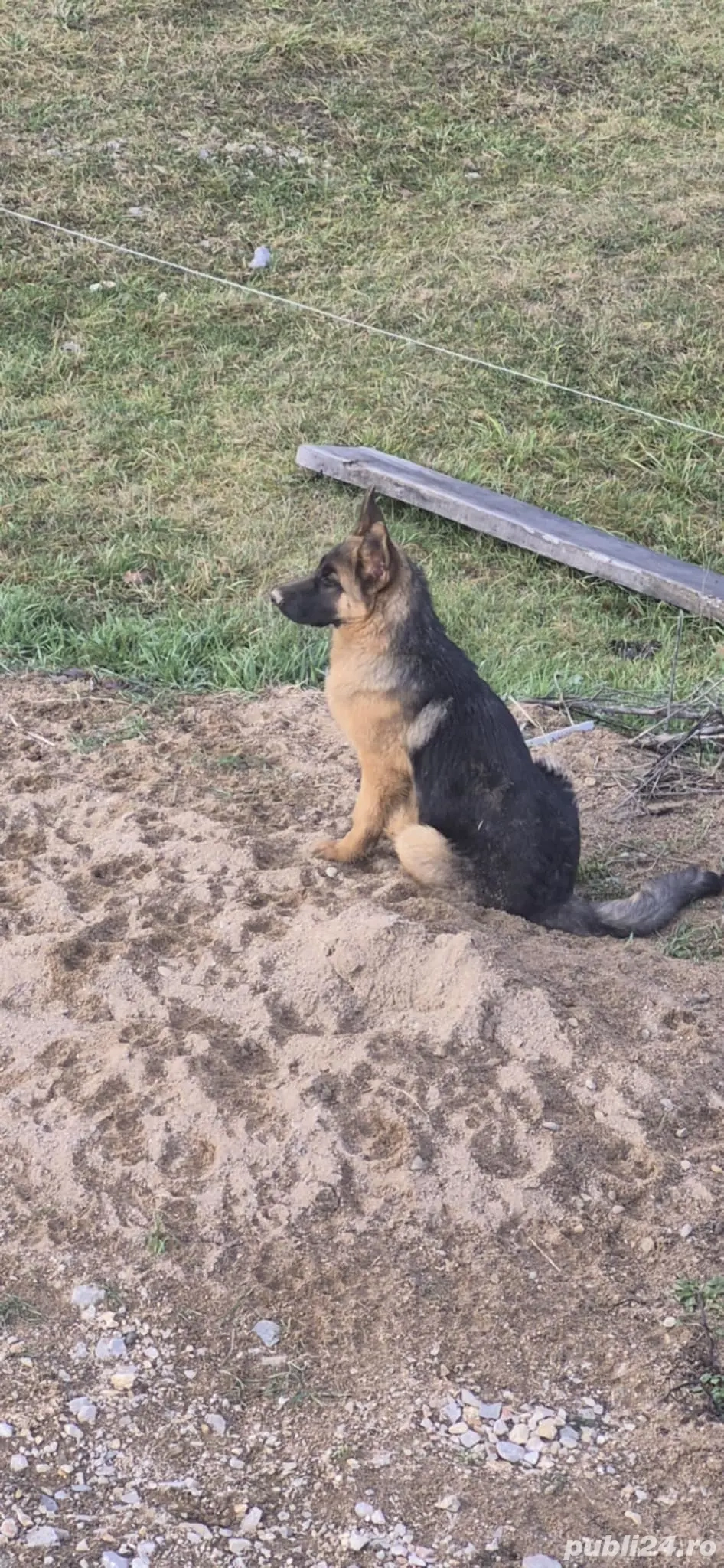 Femelă disponibilă 