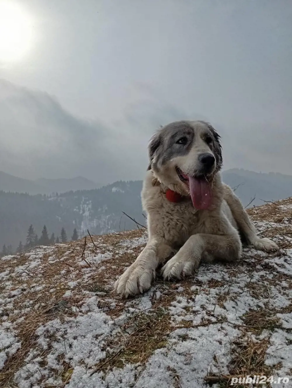 Câine de vânzare   Ciobănesc (femelă)