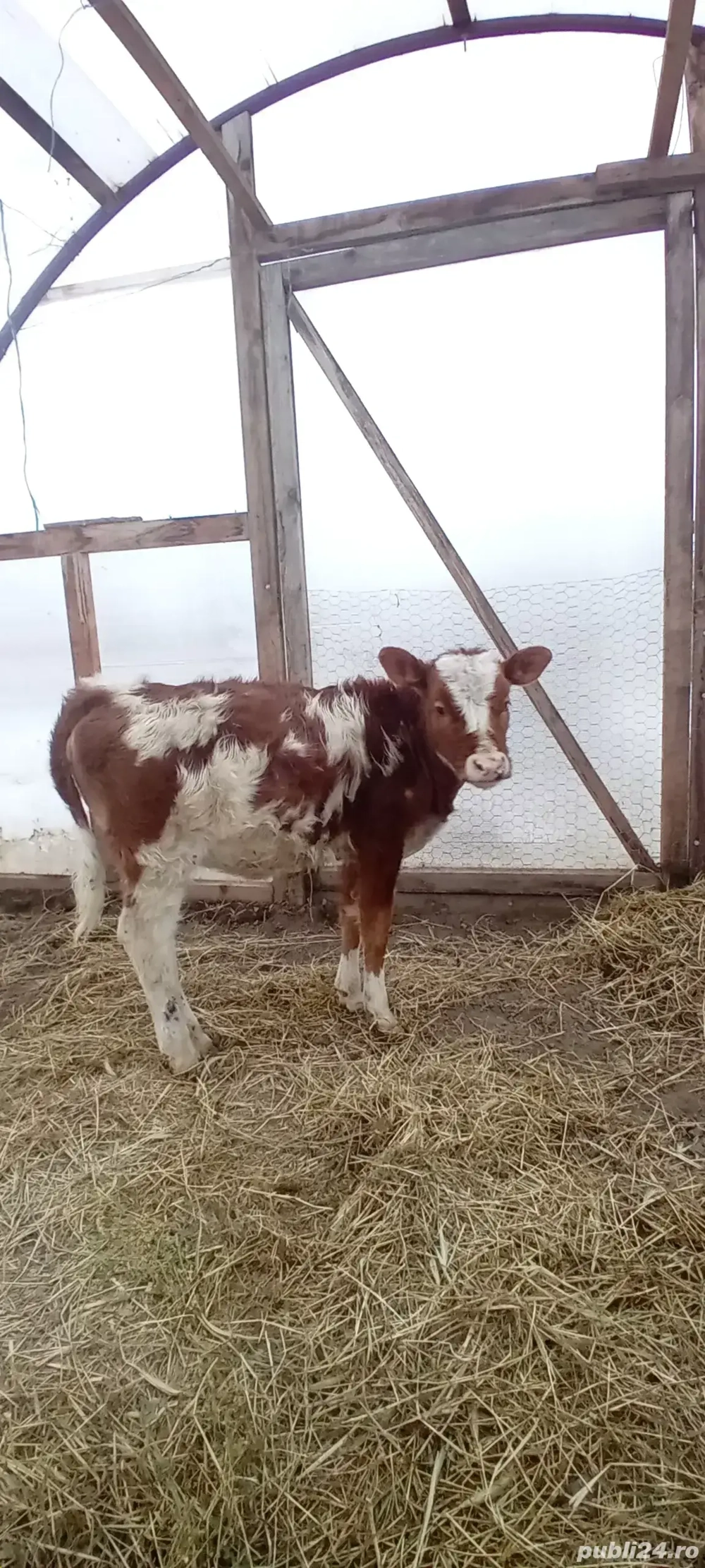 vițea înțărcată