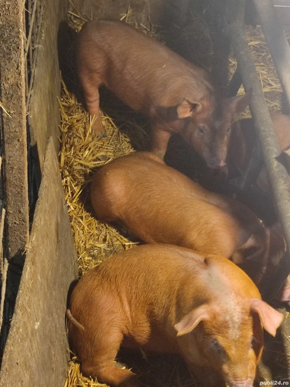 vind purcei rasa duroc