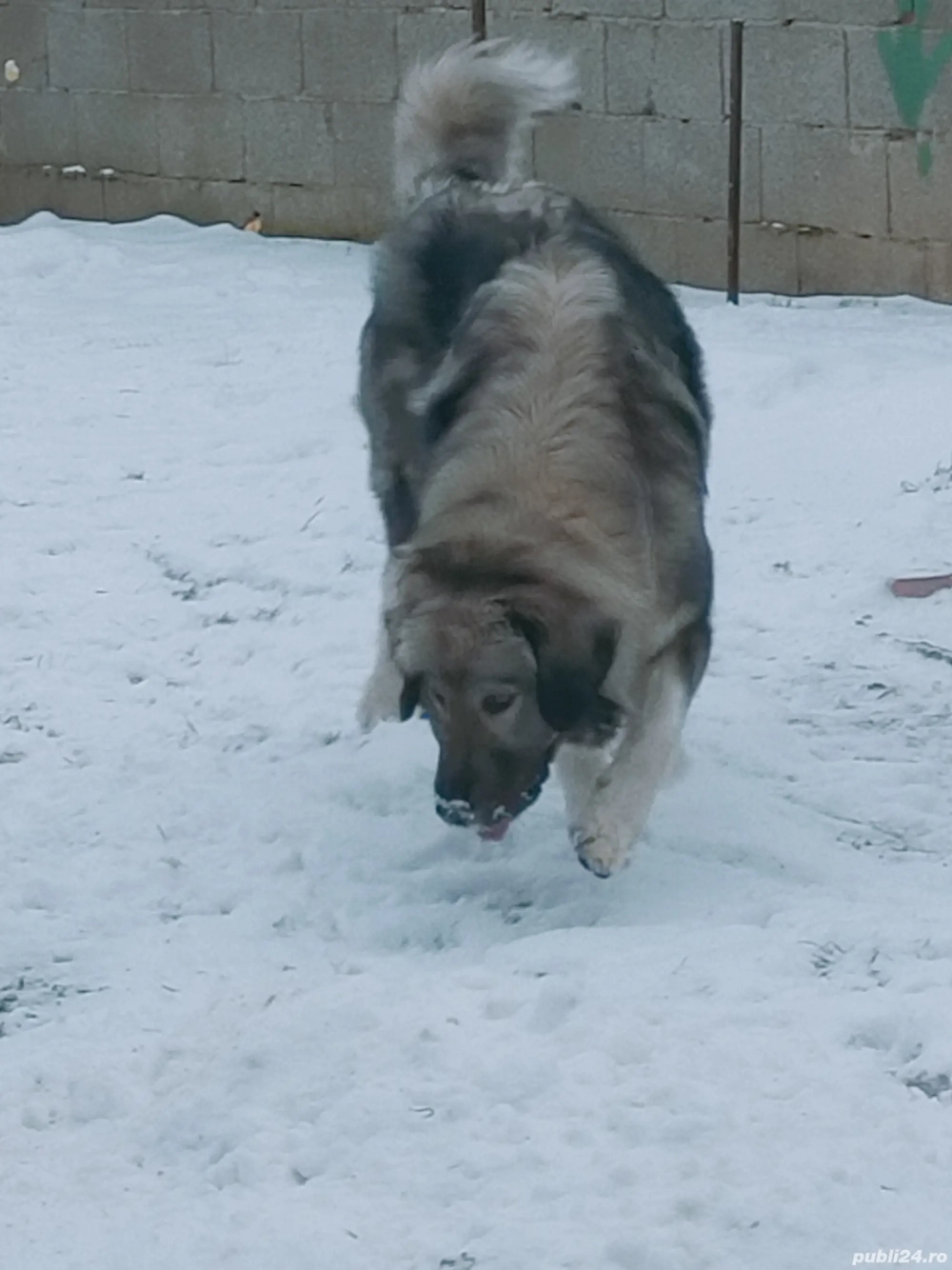 Femela Carpatin-Caucazian