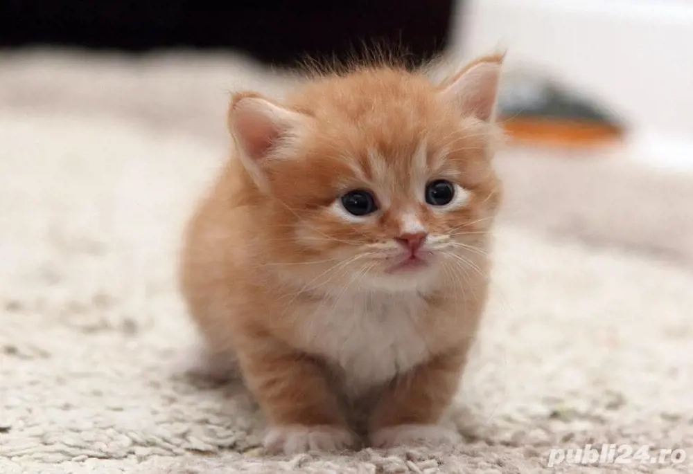 siberiana de padure puiuti