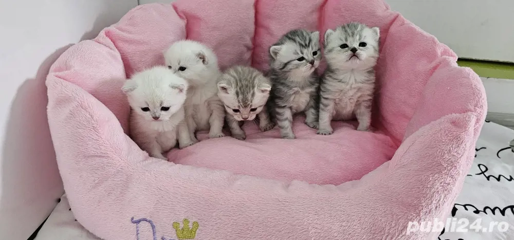 British shorthair tabby