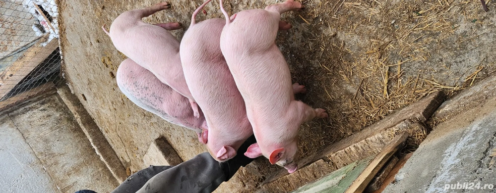 Purceluși de vanzare