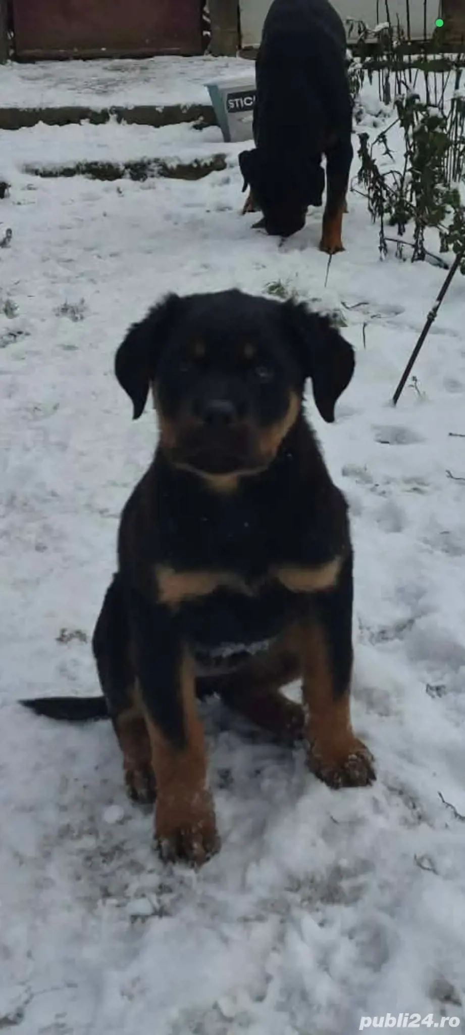 Vând femela rottweiler, are 4 luni