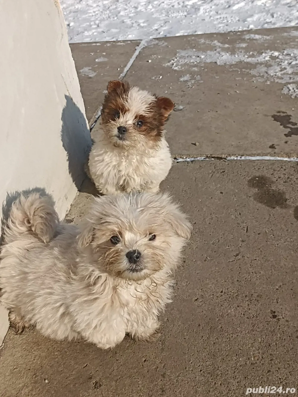 căței bichoni maltezi de vânzare 