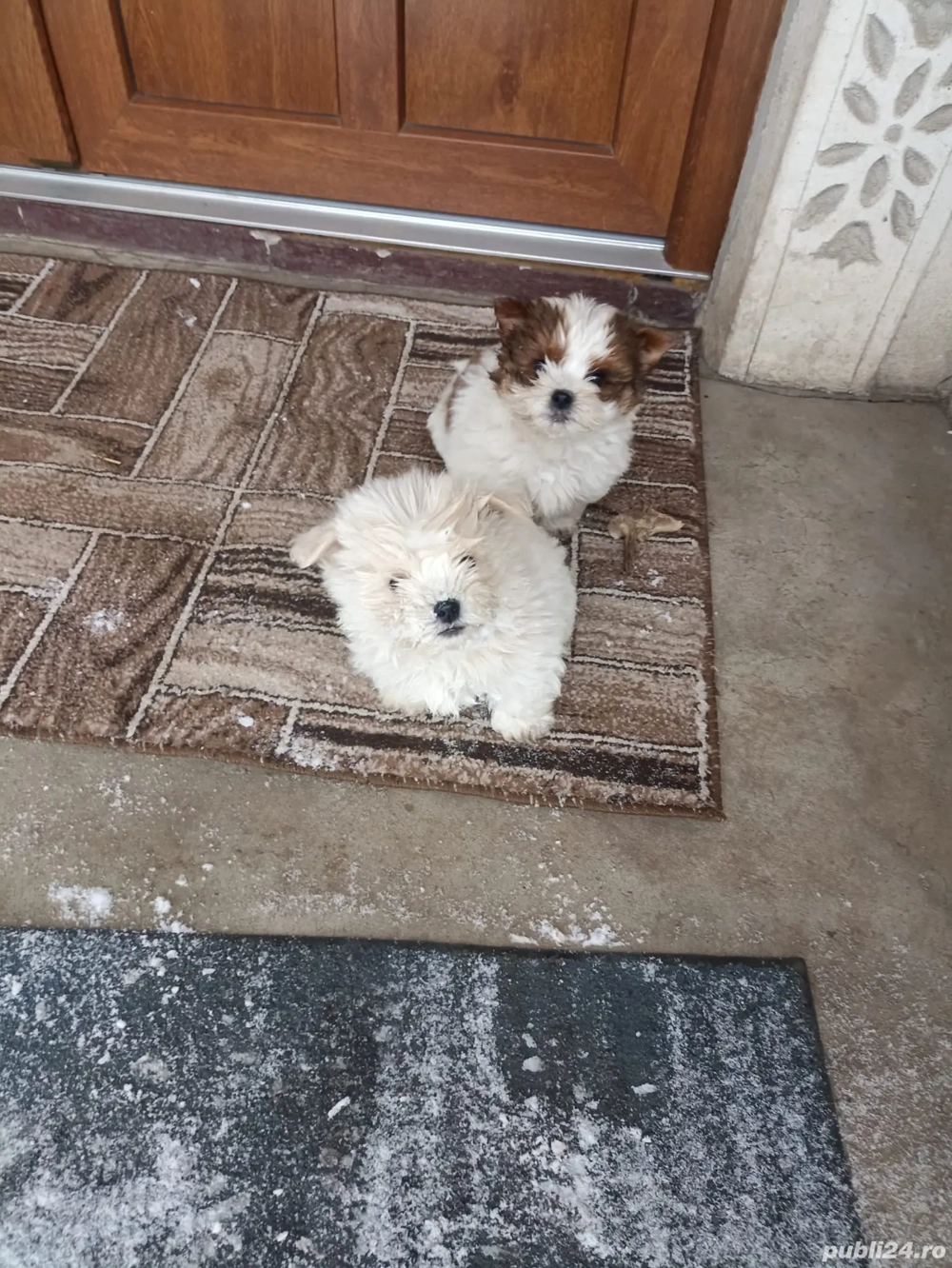 bichon maltez de vânzare 