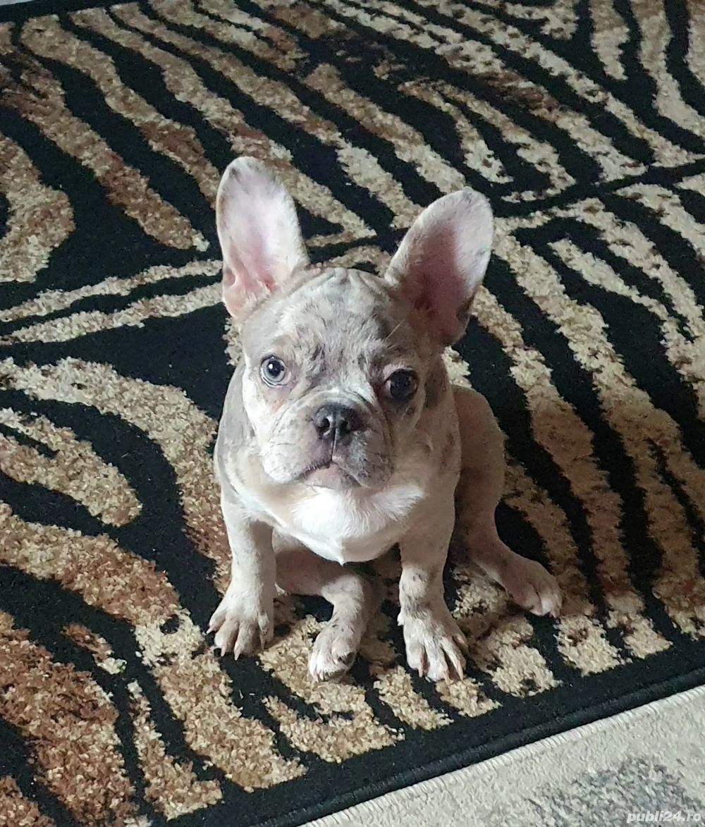 Vând Bulldog francez Merle 