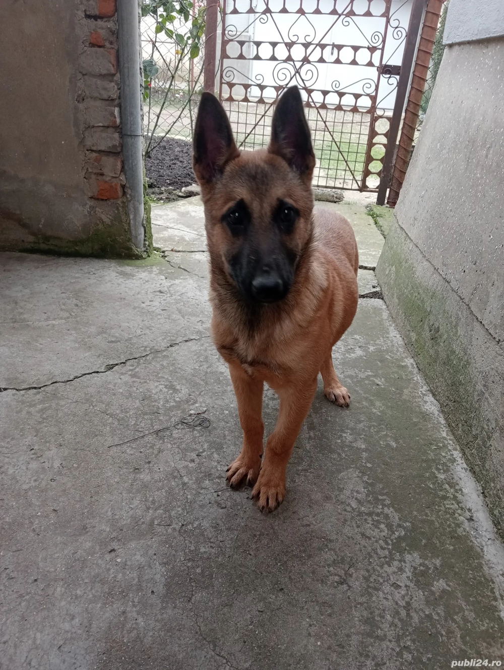 Cățelușă de Malinois de 6 luni 