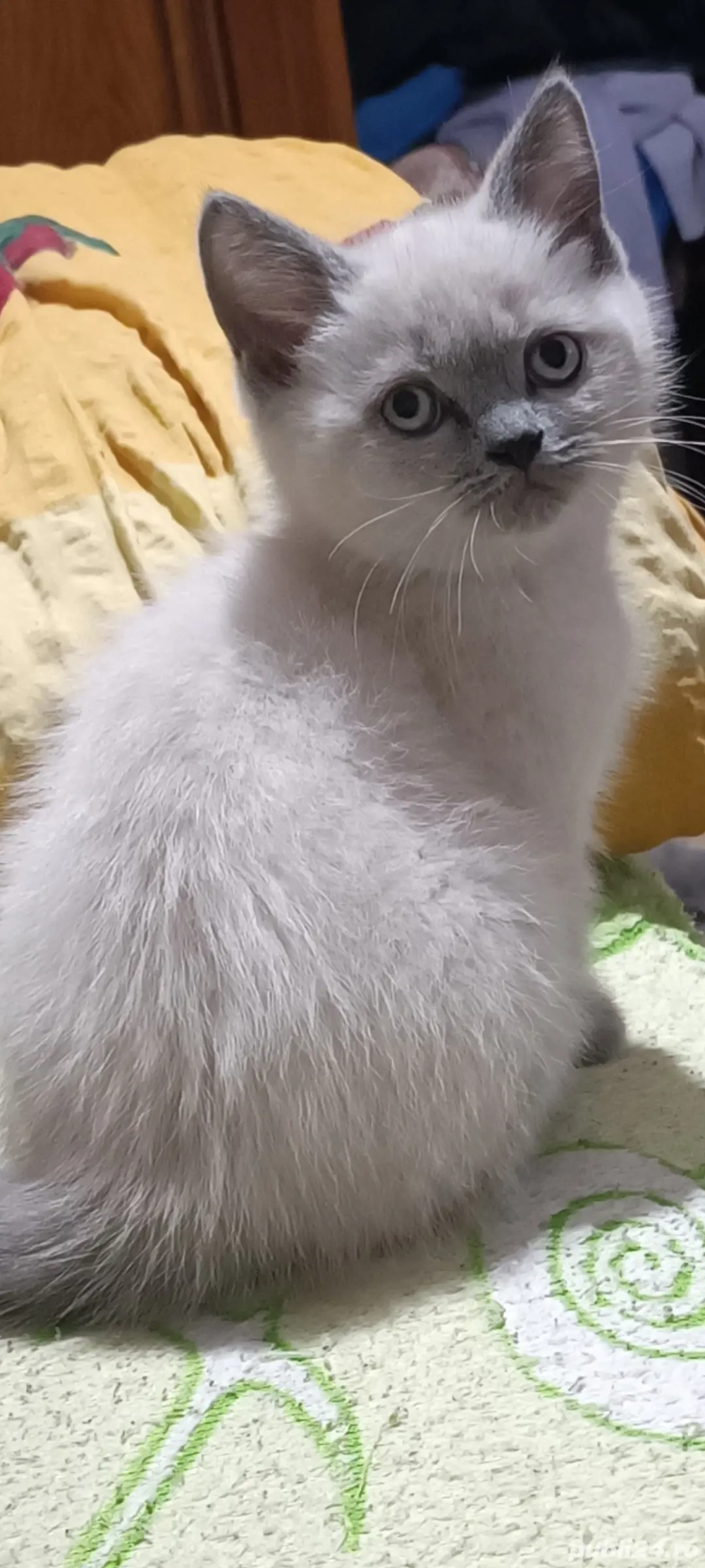 ragdoll bluepoint!!!