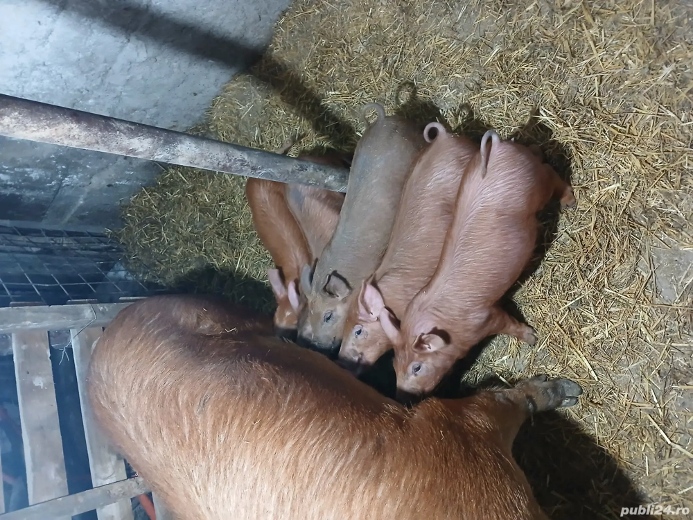 Purcei duroc 7 săptămâni.  Disponibili 9 bucati