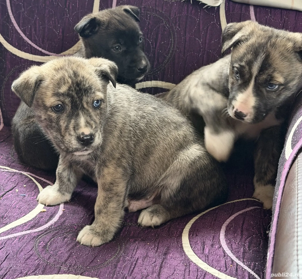 Pui de presa canario