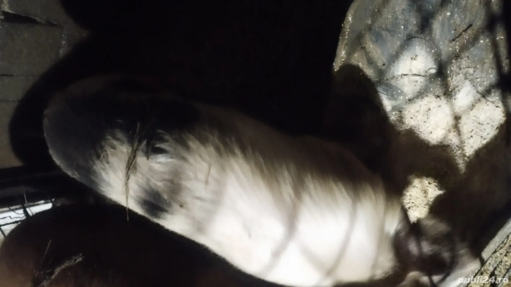 vind scrofiță buna de reproducție 