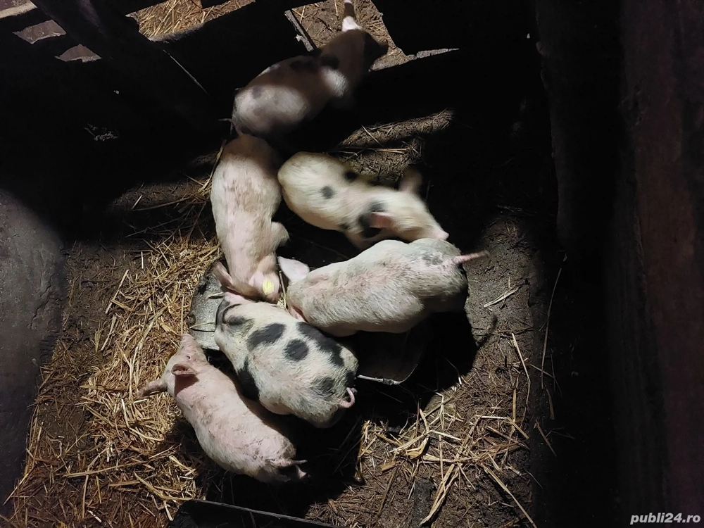 Purcei de 7 săptămâni 