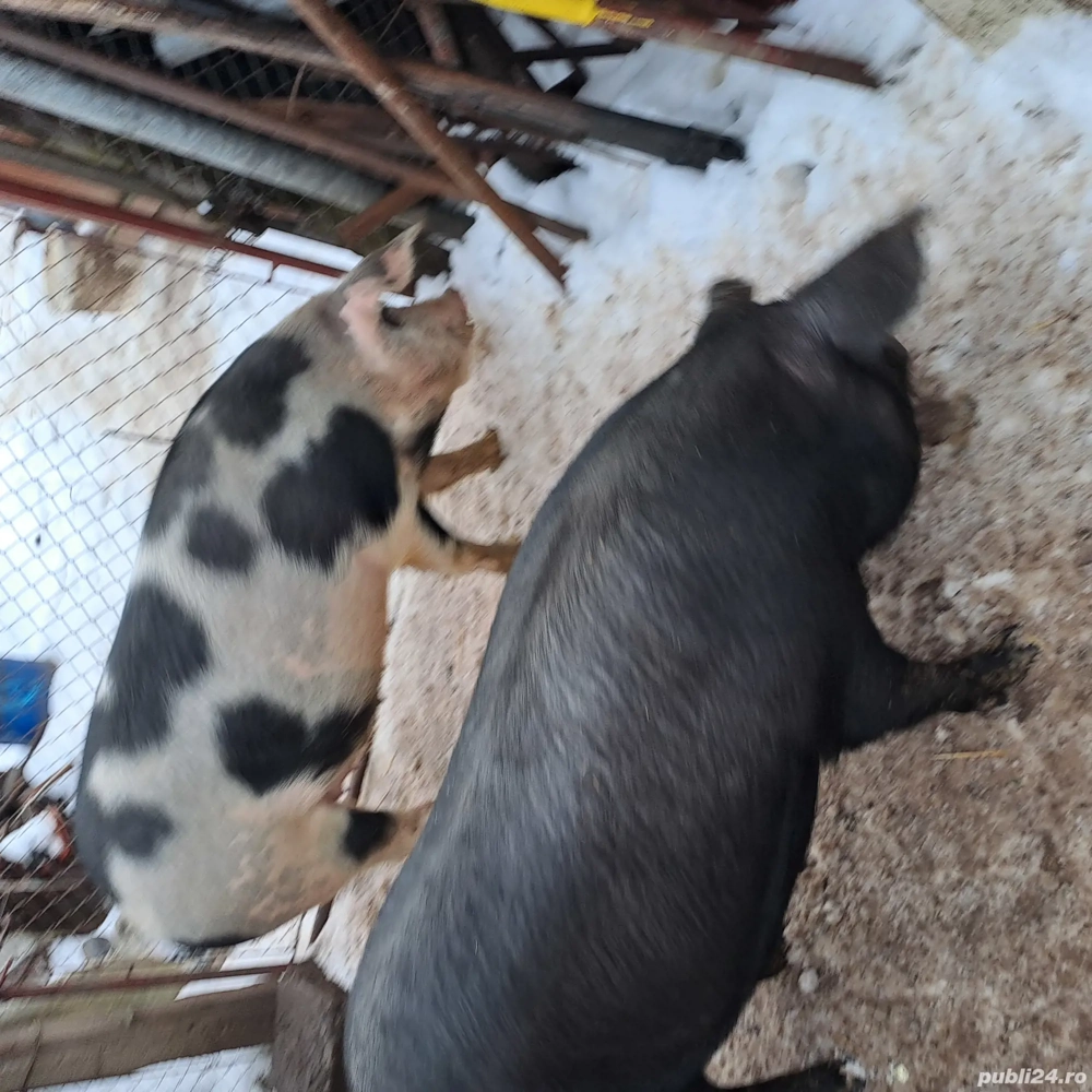 2 scrofițe de vânzare 