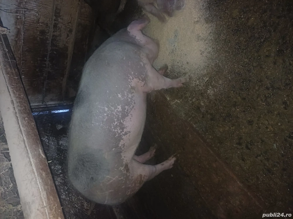 Grasuna petrean cu marele alb