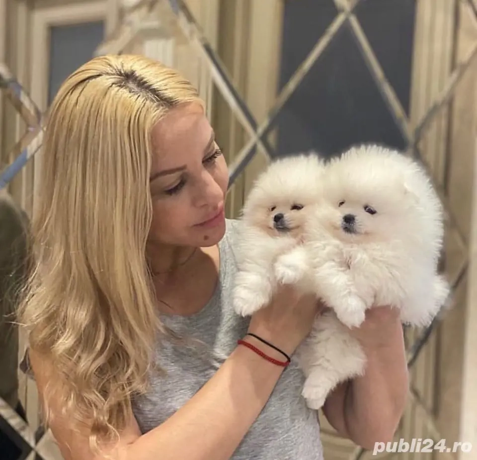 Căței Pomeranian uimitori