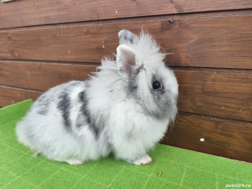 Iepuri pitici cap de leu disponibil 