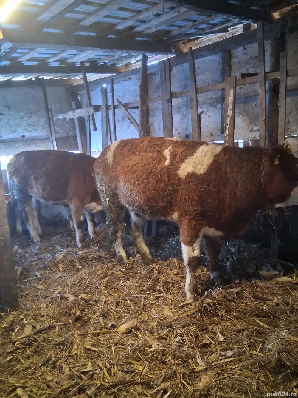 Junininci de vânzare! 