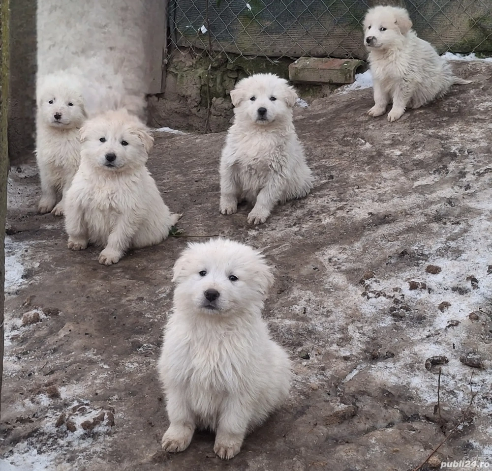 Vând căței bălani 