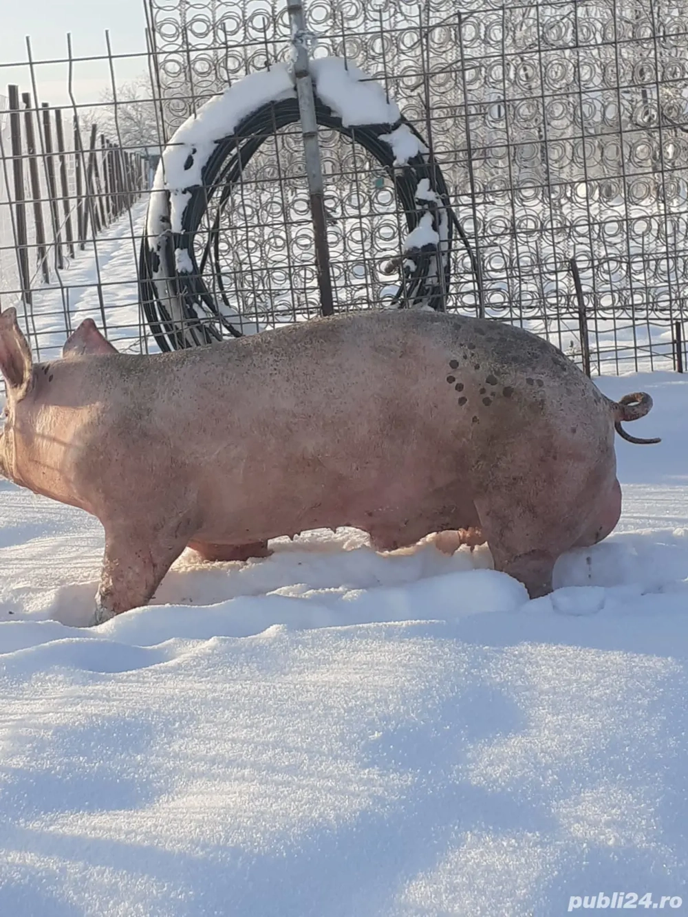 Vând schimb vier pe oi miei
