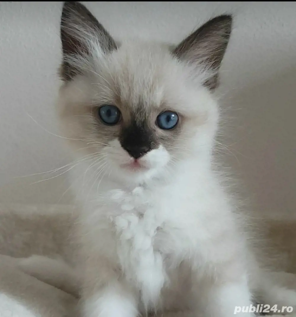 ragdoll fetita si baietel