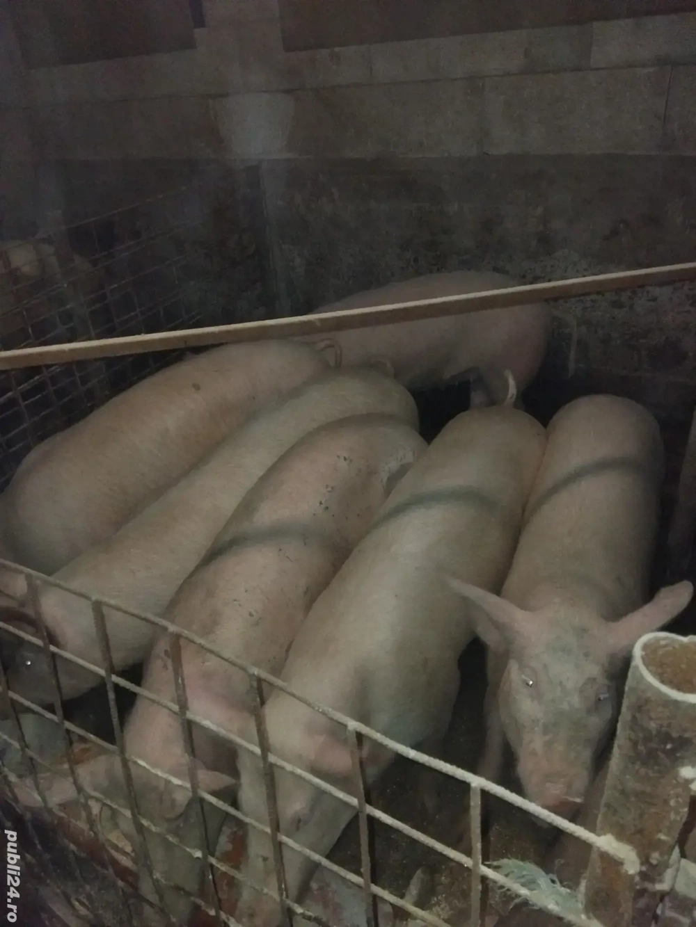 grăsune de vanzare 100kg