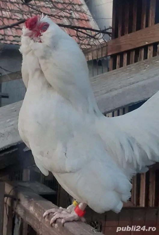 Cocoși Barboasa de Anvers (Barbu d'Anvers)