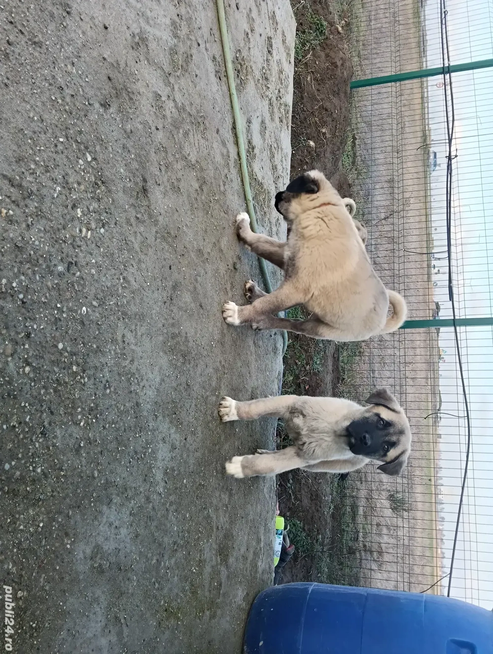 puiuti kangal cauta casuta noua