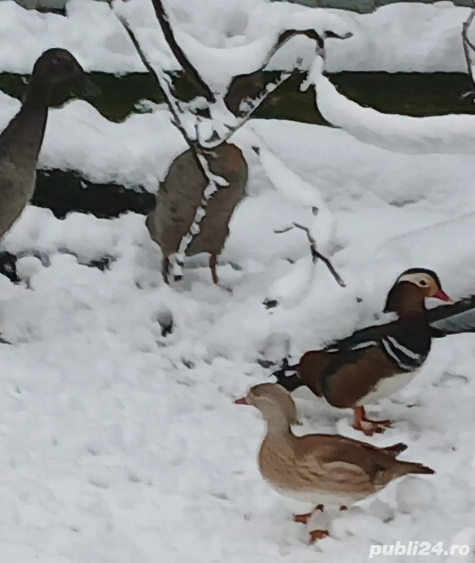 Vând rațe mandarine mature