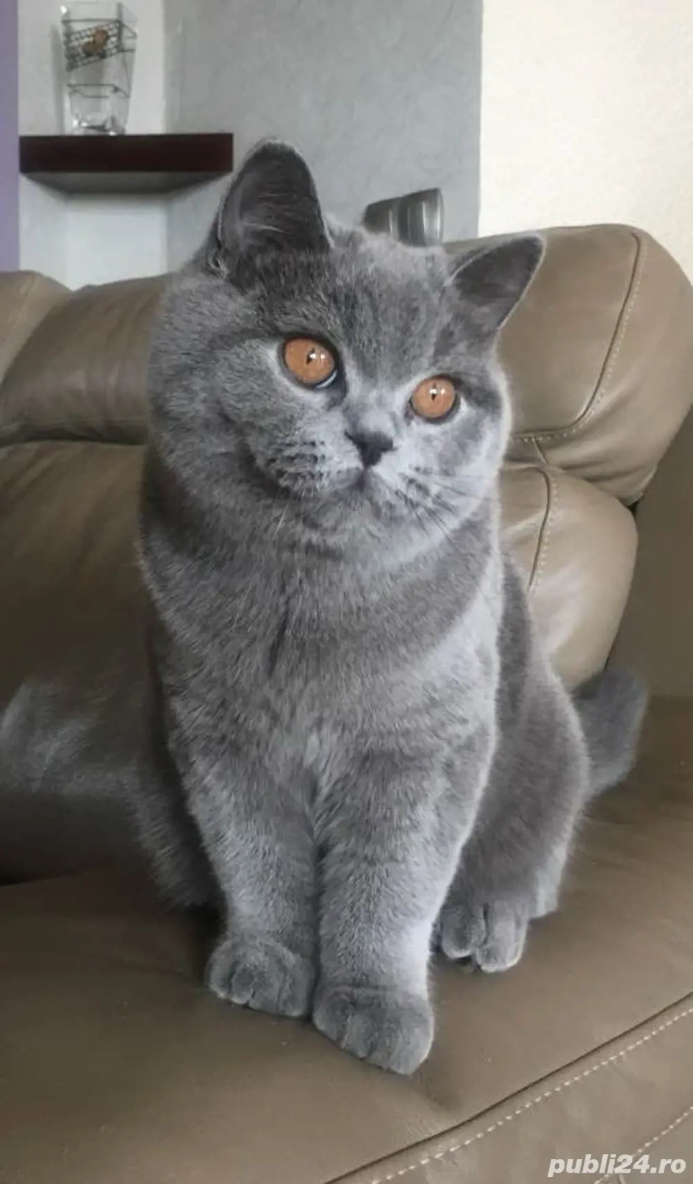 British Shorthair Blue 