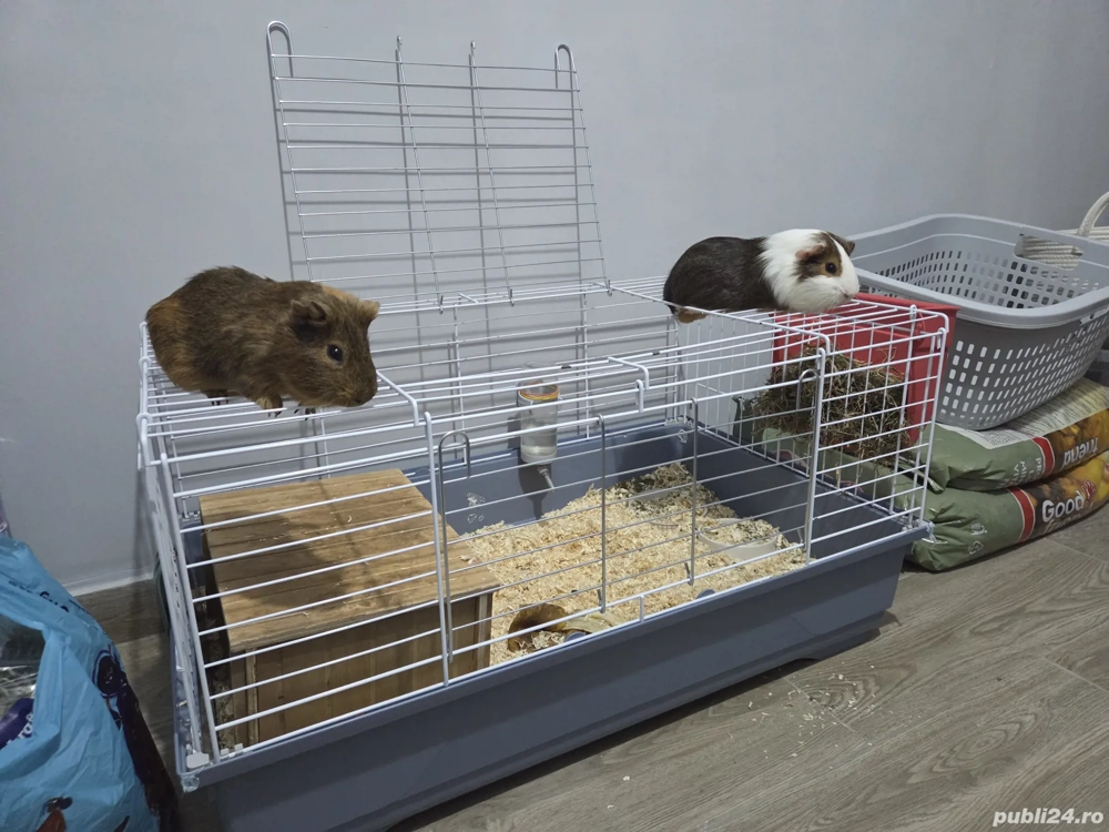 Vand cusca porcusori de guineea